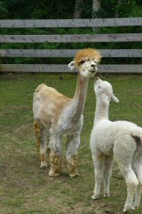 It's Hair Cut Day for the Alpacas